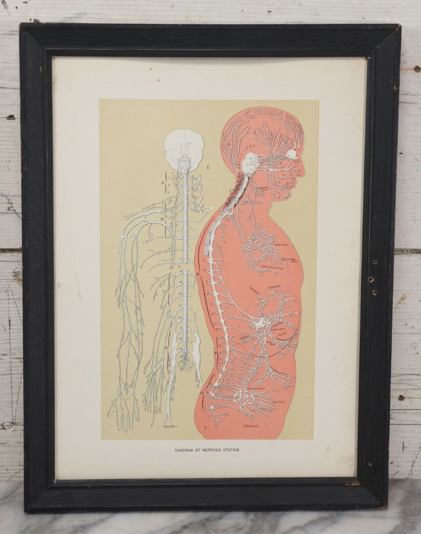 Lot 028 - Antique Medical Anatomy Bookplate Print Of The Nervous Syste ...