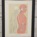 Lot 028 - Antique Medical Anatomy Bookplate Print Of The Nervous System, In Frame, No Glass, 12-3/8" x 16-1/4"