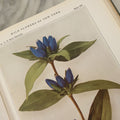 Lot 143 - "Wildflowers Of New York: Part 2" Antique Book By Homer D. House, State Botanist, The University Of The State Of New York, State Museum, Published 1918, Illustrated