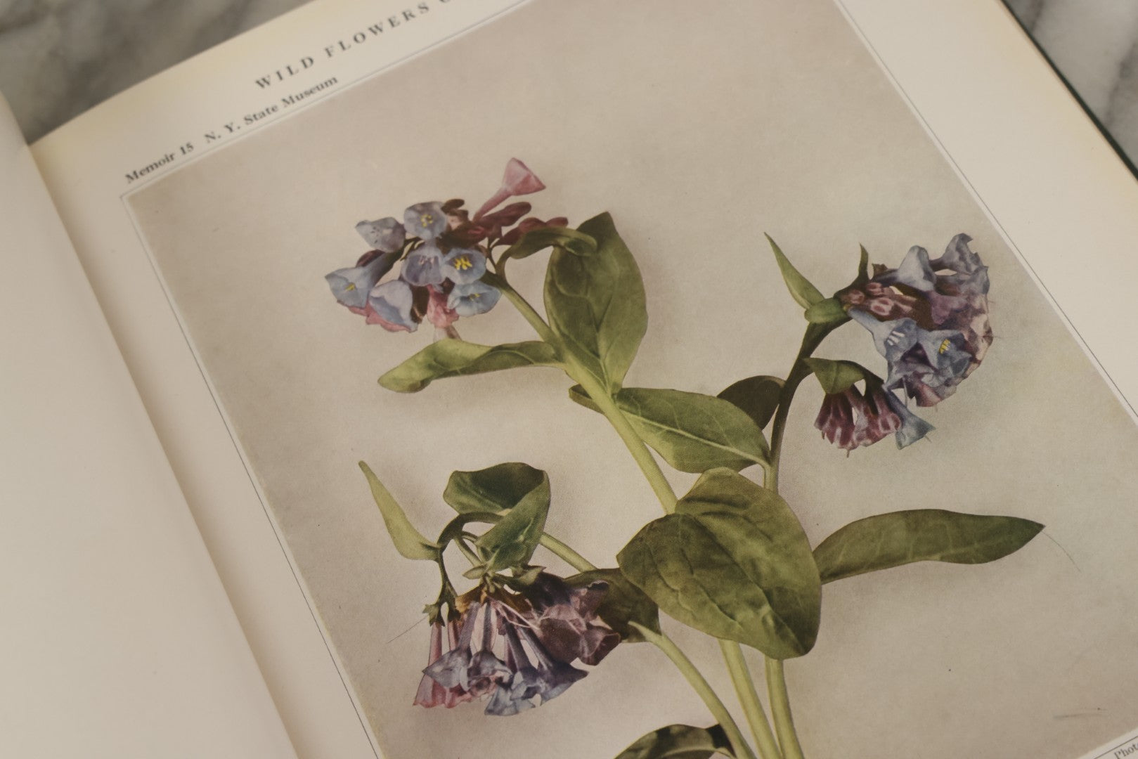 Lot 143 - "Wildflowers Of New York: Part 2" Antique Book By Homer D. House, State Botanist, The University Of The State Of New York, State Museum, Published 1918, Illustrated