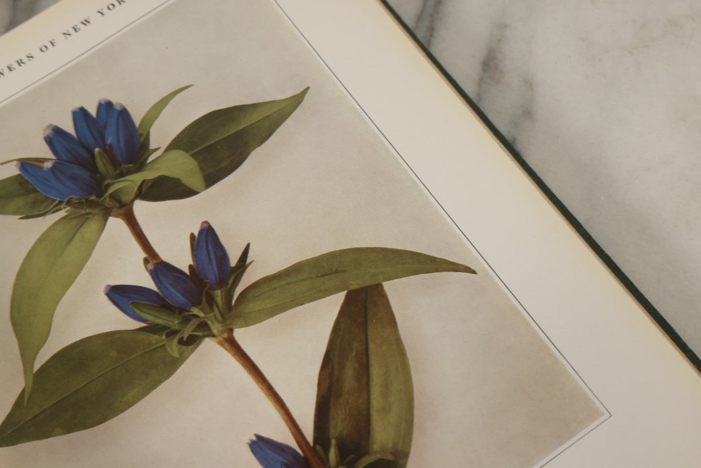 Lot 143 - "Wildflowers Of New York: Part 2" Antique Book By Homer D. House, State Botanist, The University Of The State Of New York, State Museum, Published 1918, Illustrated