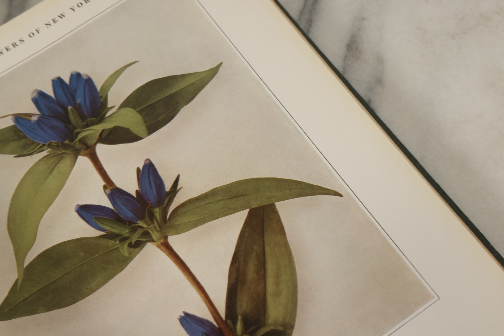 Lot 143 - "Wildflowers Of New York: Part 2" Antique Book By Homer D. House, State Botanist, The University Of The State Of New York, State Museum, Published 1918, Illustrated