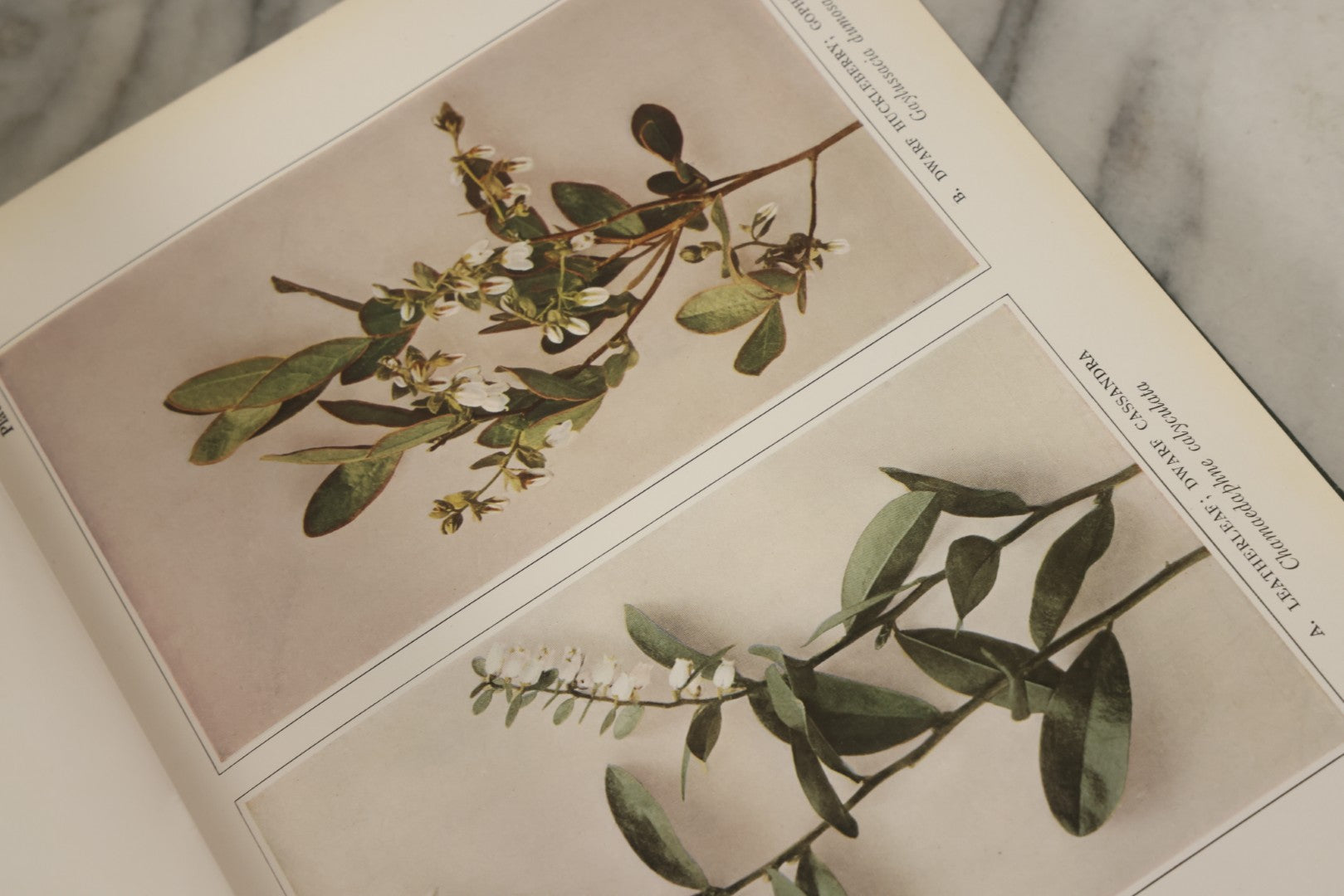 Lot 143 - "Wildflowers Of New York: Part 2" Antique Book By Homer D. House, State Botanist, The University Of The State Of New York, State Museum, Published 1918, Illustrated