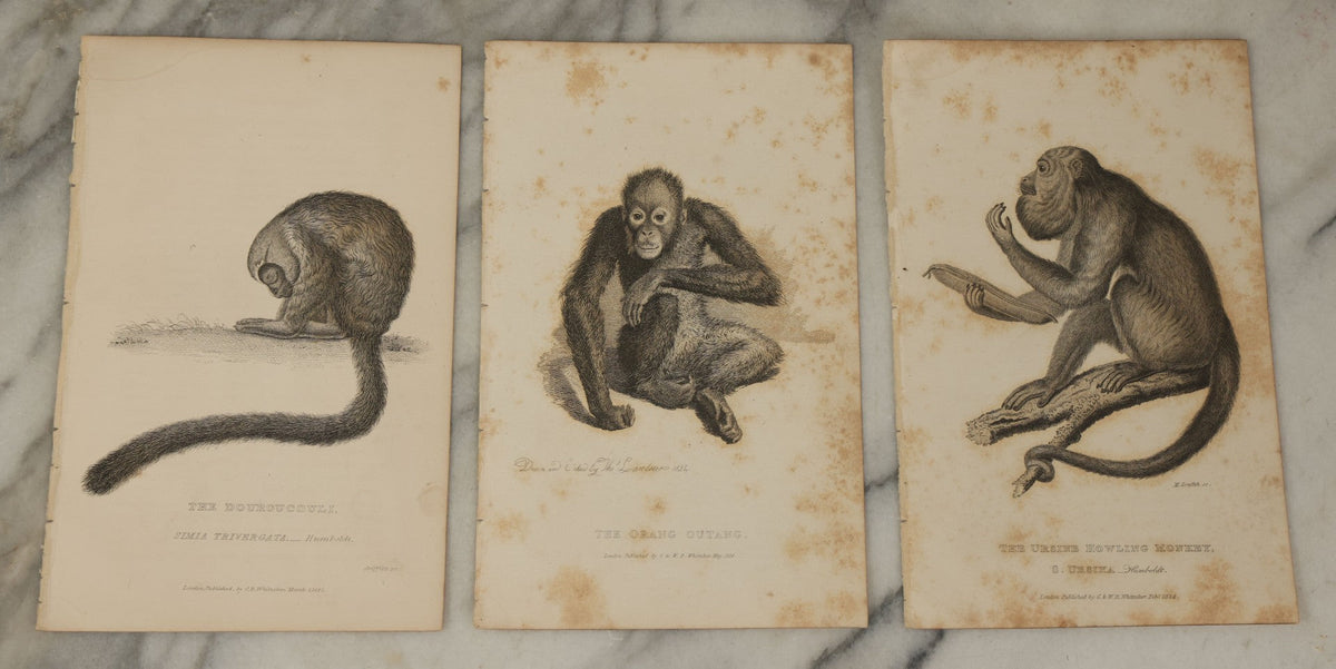 Lot 067 - Grouping Of 10 Antique Engravings Of Primates And Monkeys, C ...