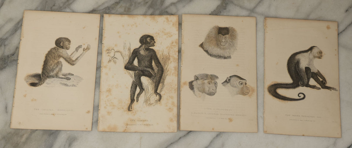 Lot 067 - Grouping Of 10 Antique Engravings Of Primates And Monkeys, C ...