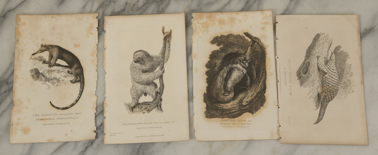 Lot 070 - Grouping Of 35+ Antique Engravings Of Various Mammals Including Sloths, Black Wolf, Elephants, Platypus, Etc., Circa 1827
