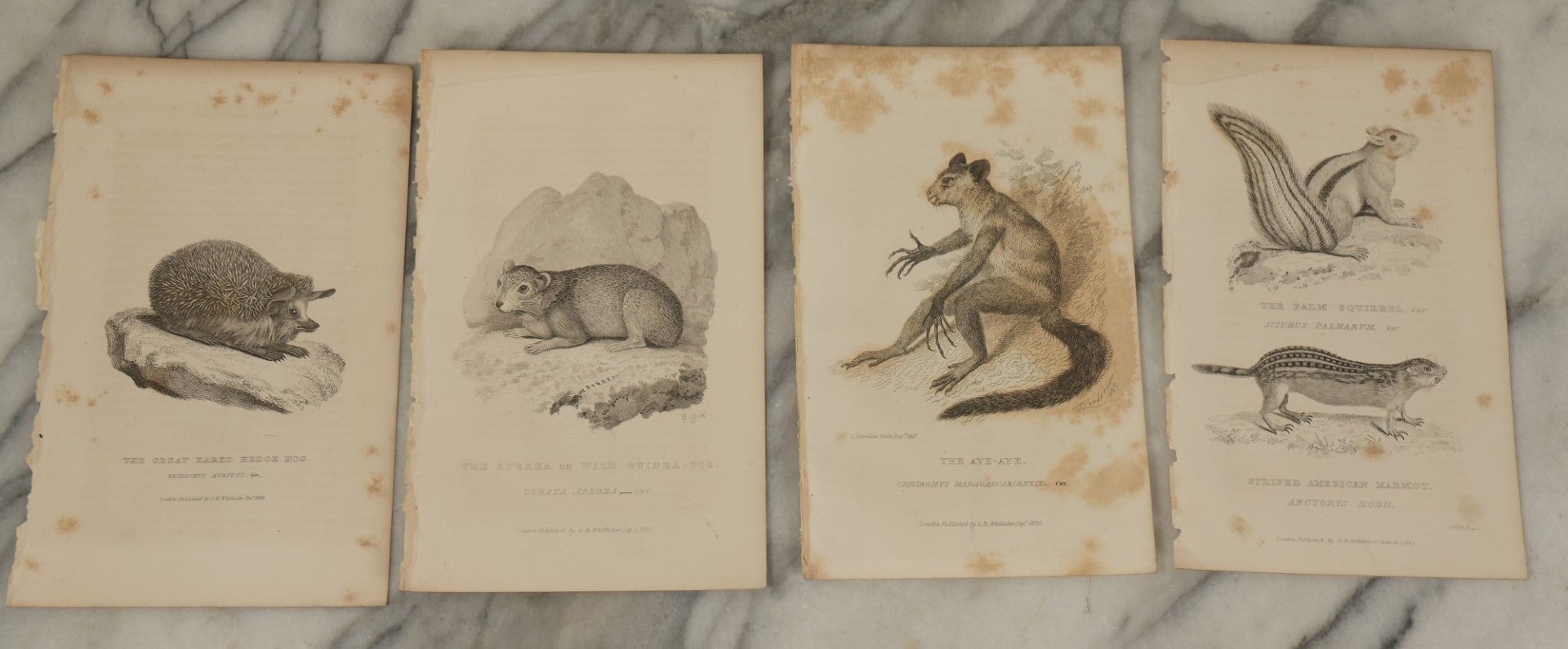 Lot 071 - Grouping Of 50+ Antique Engravings Of Various Rodents And Other Mammals Including Squirrels, Otters, Etc., Circa 1827