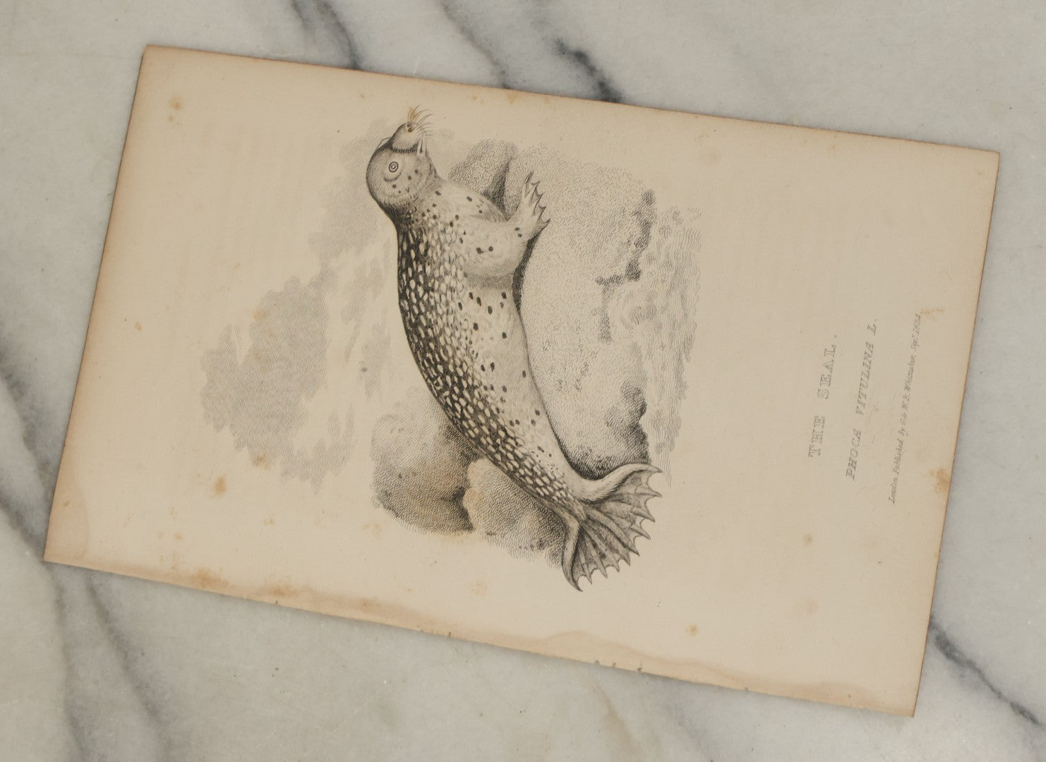 Lot 072 - Grouping Of 5 Antique Engravings Of Seals And Sea Creatures, Including The Harp Seal, The Morse Walrus, And Others, Circa 1827