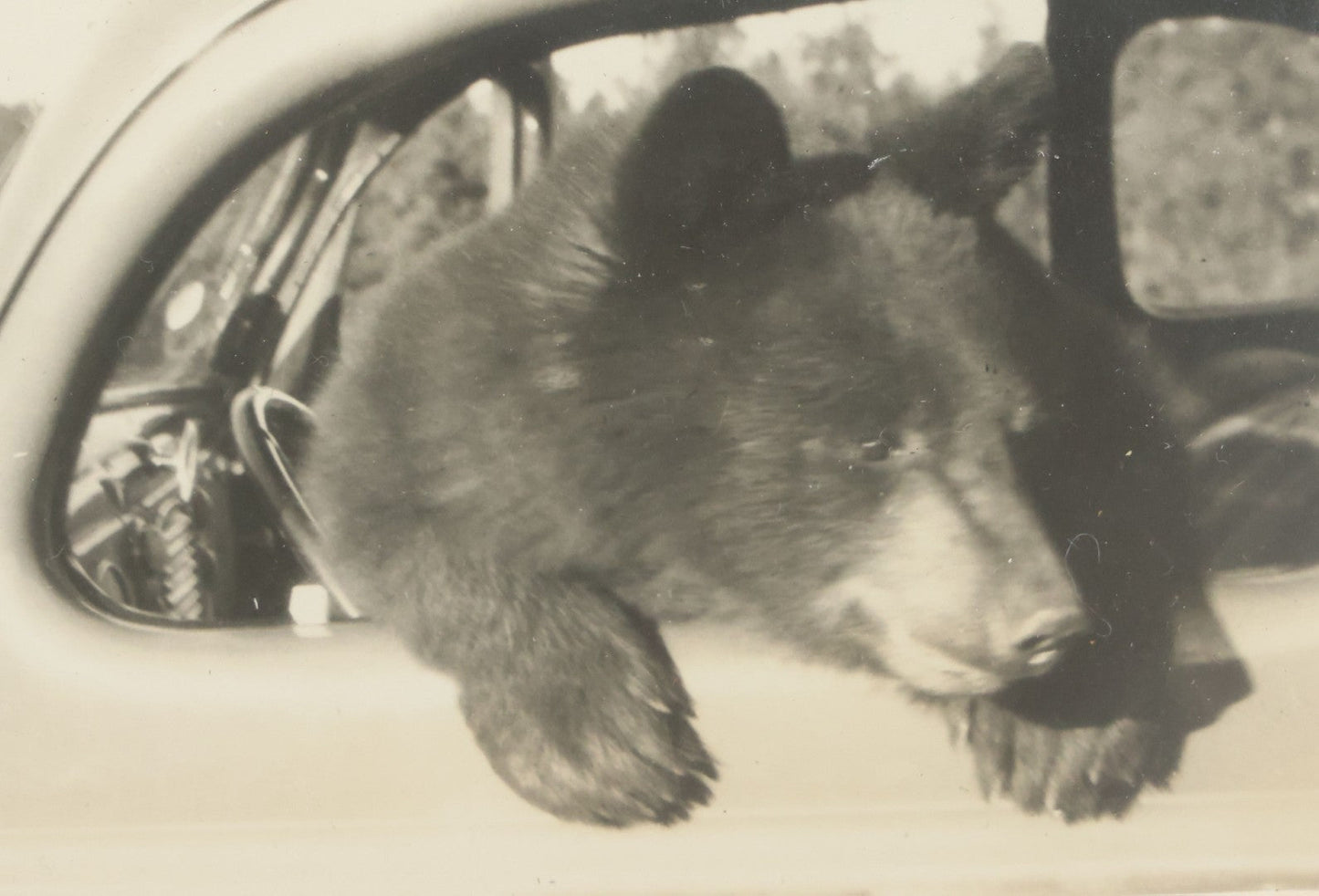 Lot 129 - Vintage Framed Snapshot Photograph Of A Bear In A Car, Circa 1940s, In Modern Frame, 9-1/8" x 7-1/8"