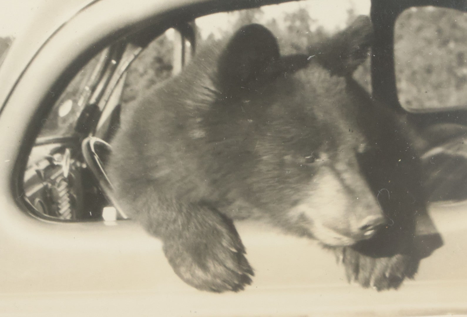 Lot 129 - Vintage Framed Snapshot Photograph Of A Bear In A Car, Circa 1940s, In Modern Frame, 9-1/8" x 7-1/8"