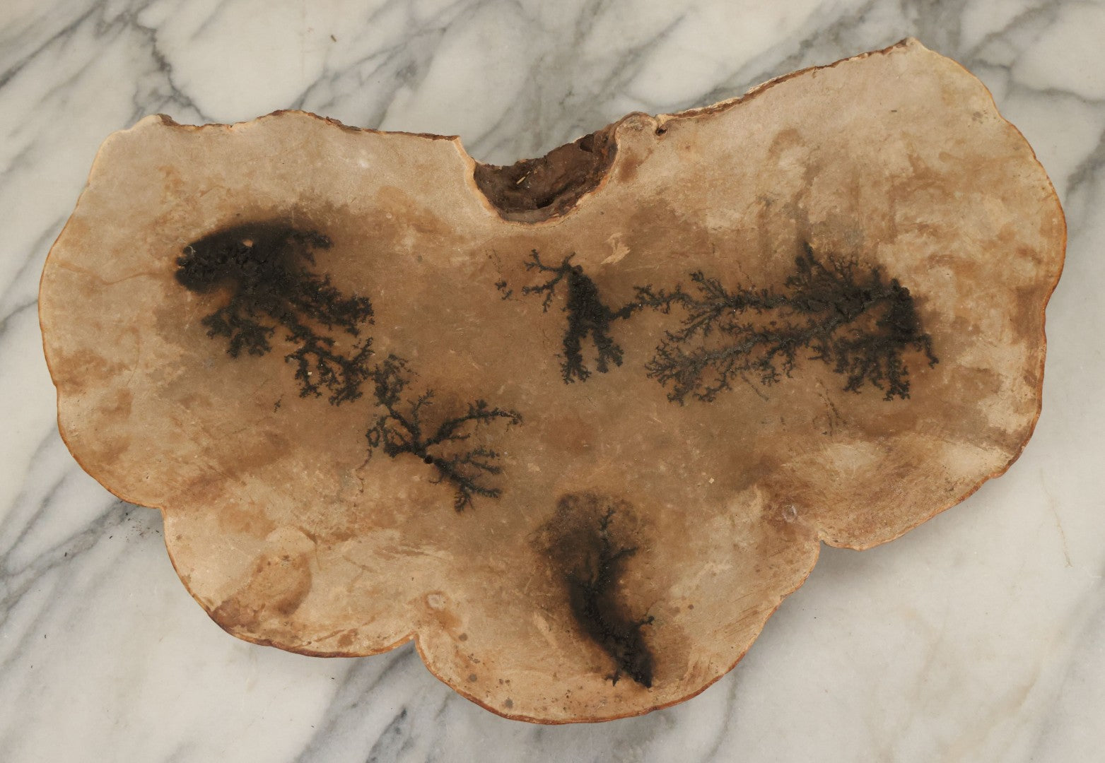 Lot 065 - Large Vintage Fungus Specimen With Naturally Occuring Fractal Pattern, Approximately 15-3/8" Total Width