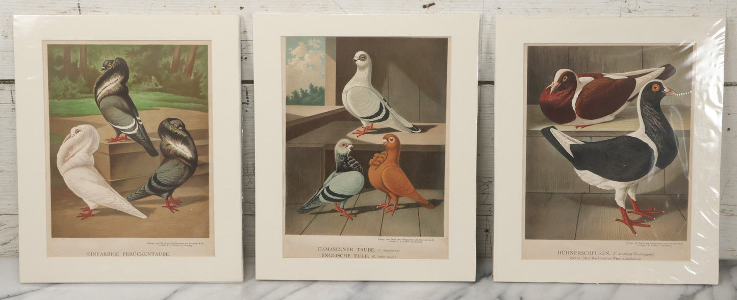 Lot 135 - Grouping Of Three Antique German Chromolithograph Bookplates Of Pigeons, From Illustriertes Mustertauben-Bush, J.F. Richter Printing, Hamburg, 1884 (Grouping B)