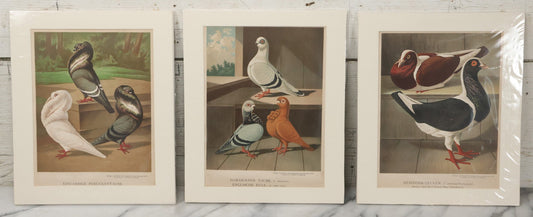 Lot 135 - Grouping Of Three Antique German Chromolithograph Bookplates Of Pigeons, From Illustriertes Mustertauben-Bush, J.F. Richter Printing, Hamburg, 1884 (Grouping B)