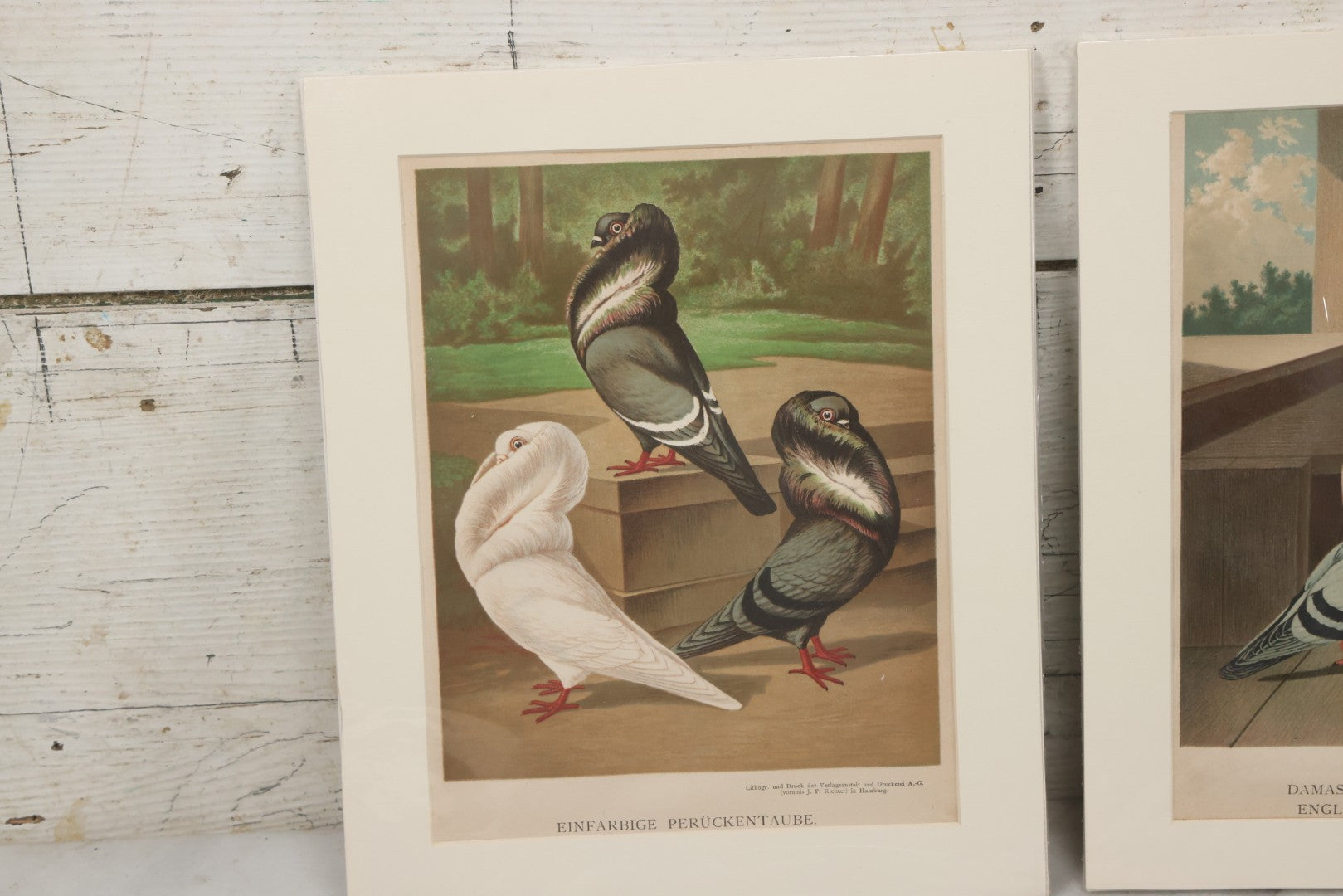 Lot 135 - Grouping Of Three Antique German Chromolithograph Bookplates Of Pigeons, From Illustriertes Mustertauben-Bush, J.F. Richter Printing, Hamburg, 1884 (Grouping B)