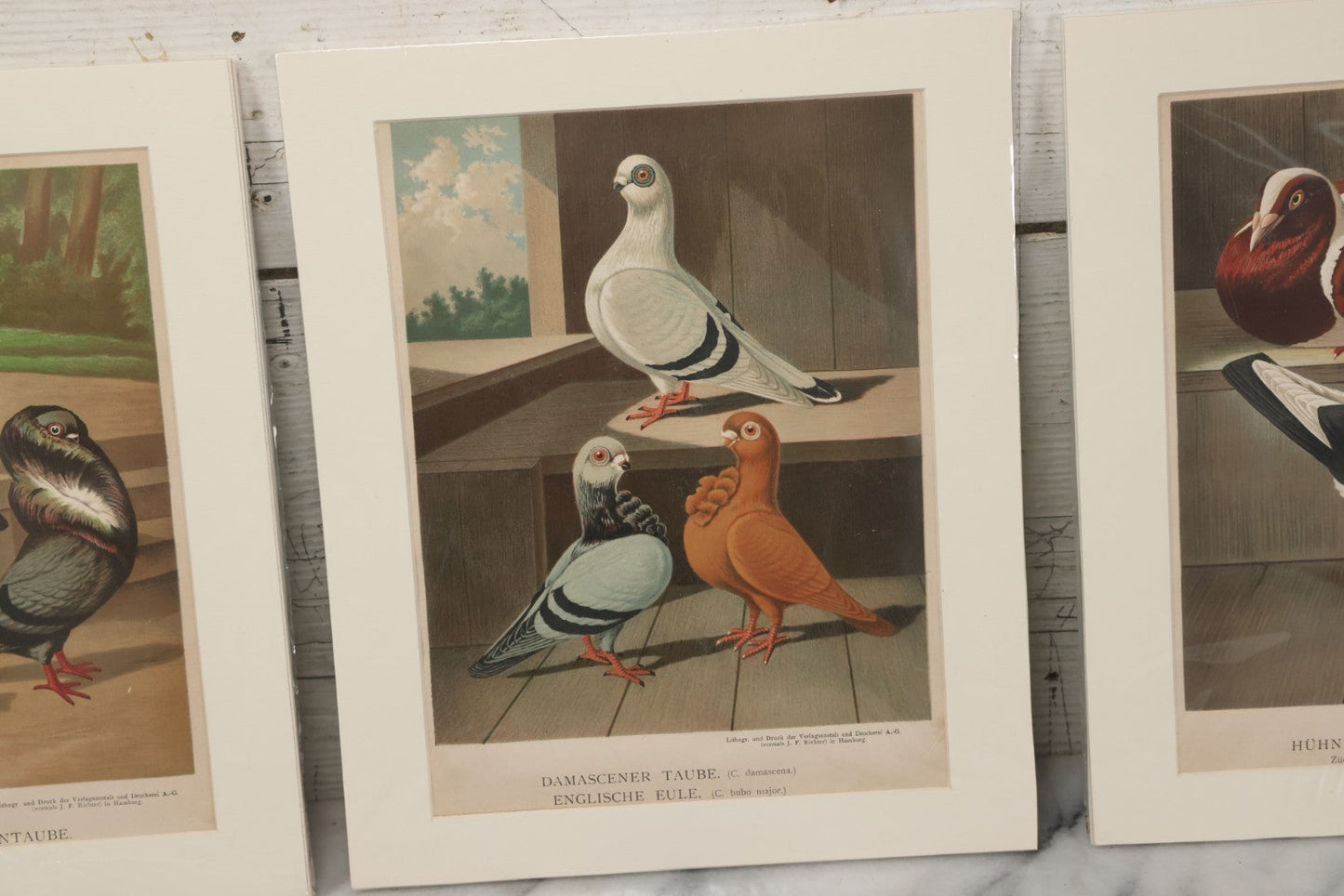 Lot 135 - Grouping Of Three Antique German Chromolithograph Bookplates Of Pigeons, From Illustriertes Mustertauben-Bush, J.F. Richter Printing, Hamburg, 1884 (Grouping B)