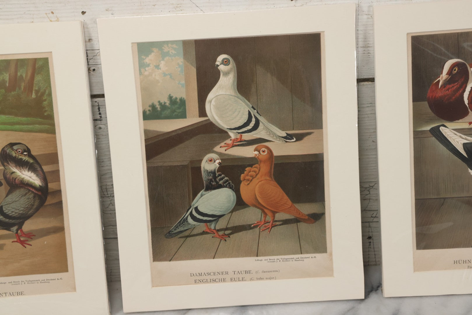 Lot 135 - Grouping Of Three Antique German Chromolithograph Bookplates Of Pigeons, From Illustriertes Mustertauben-Bush, J.F. Richter Printing, Hamburg, 1884 (Grouping B)