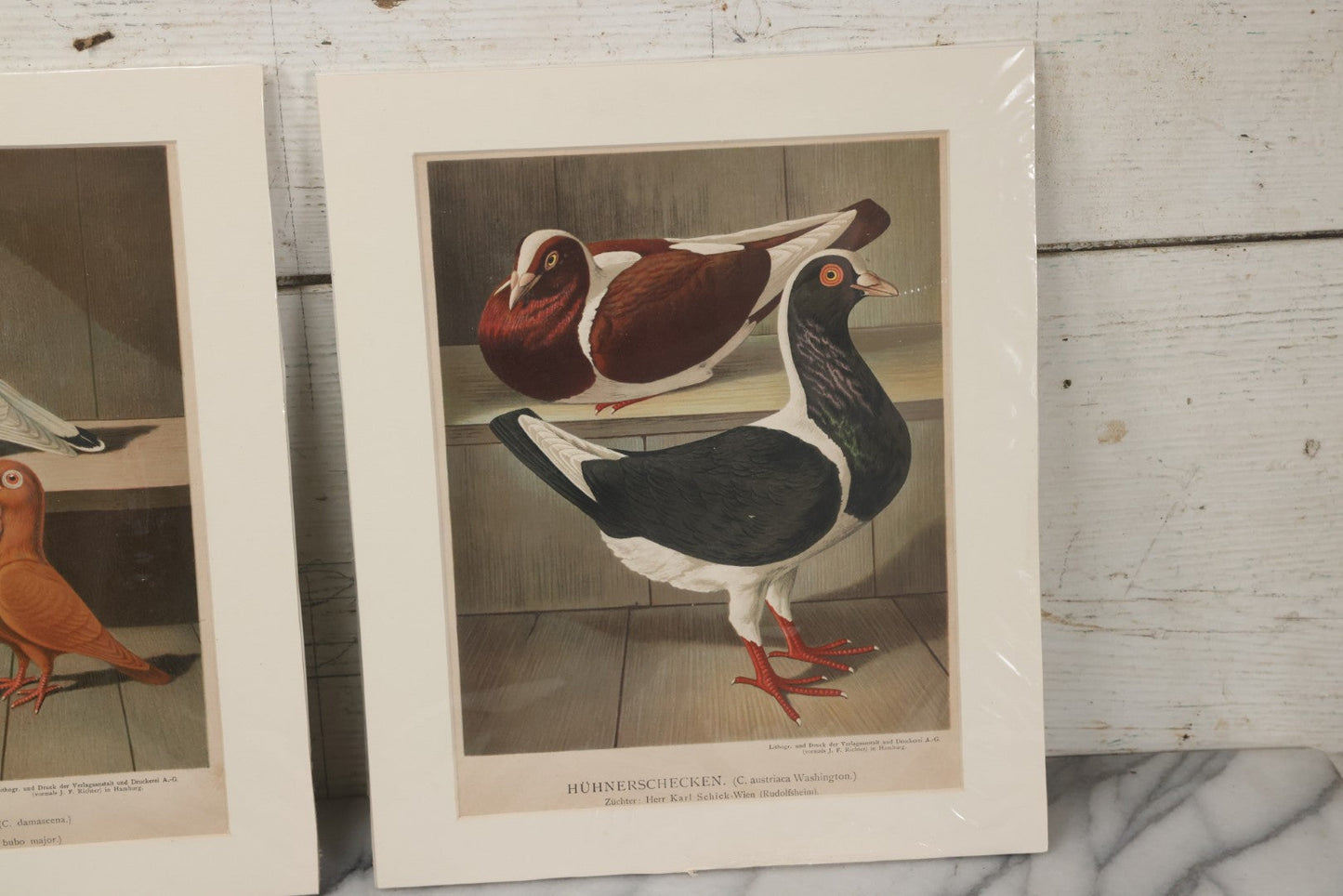 Lot 135 - Grouping Of Three Antique German Chromolithograph Bookplates Of Pigeons, From Illustriertes Mustertauben-Bush, J.F. Richter Printing, Hamburg, 1884 (Grouping B)