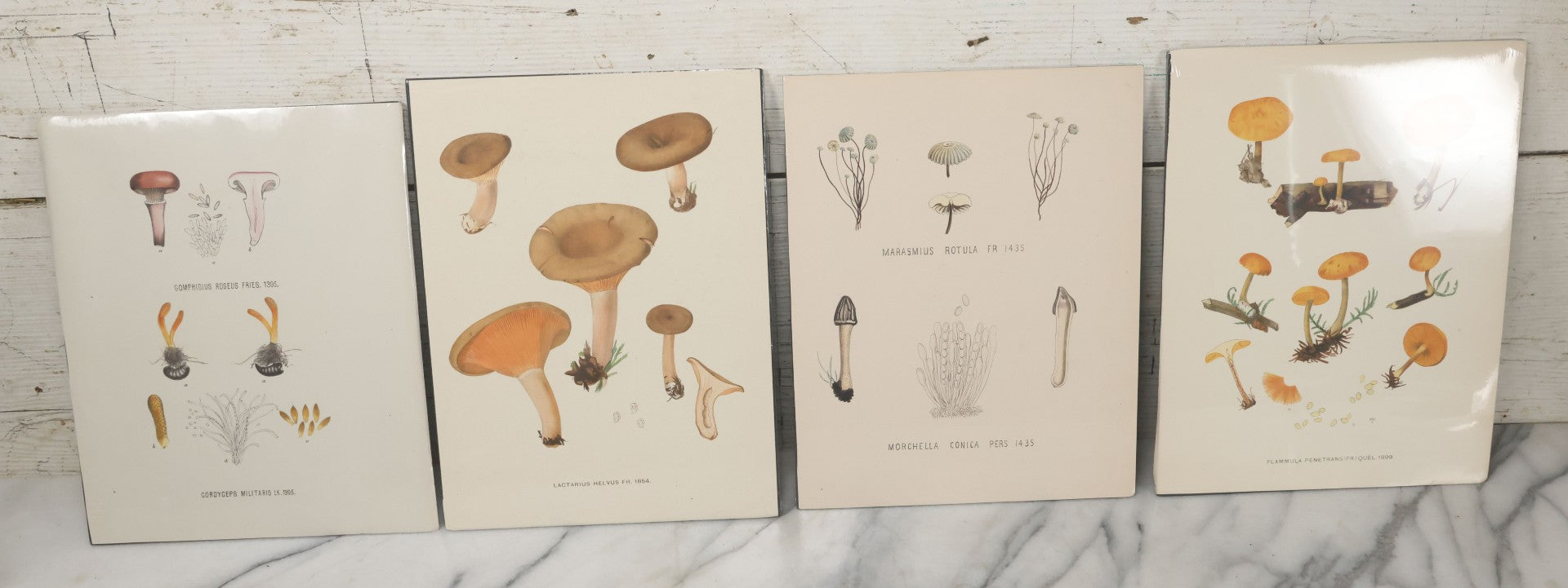 Lot 136 - Grouping Of Four Antique Dutch Chromolithograph Bookplates Of Mushrooms, From Flora Batava, Illustration And Description Of Dutch Plants, By Jan Kops, Published 1889