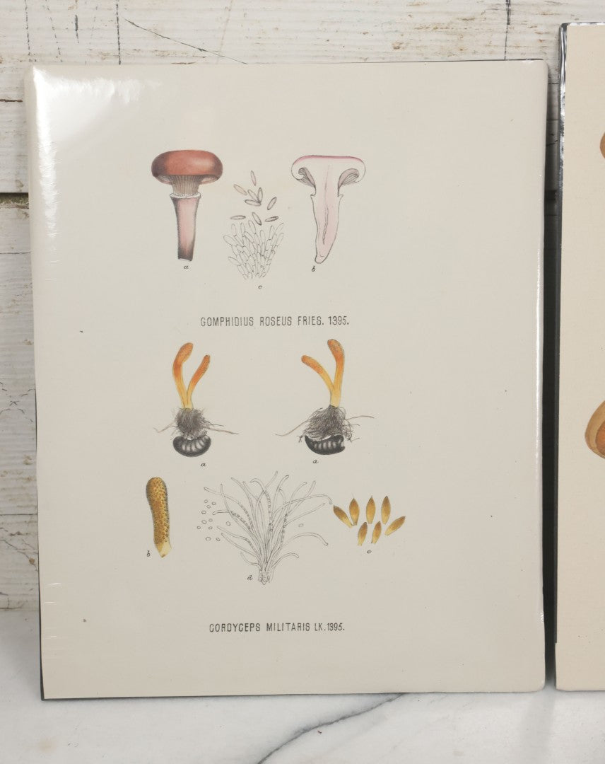 Lot 136 - Grouping Of Four Antique Dutch Chromolithograph Bookplates Of Mushrooms, From Flora Batava, Illustration And Description Of Dutch Plants, By Jan Kops, Published 1889