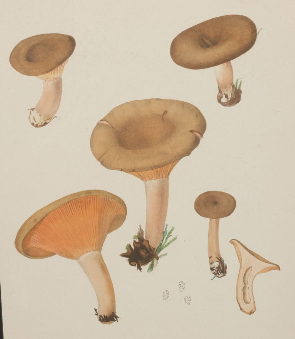 Lot 136 - Grouping Of Four Antique Dutch Chromolithograph Bookplates Of Mushrooms, From Flora Batava, Illustration And Description Of Dutch Plants, By Jan Kops, Published 1889