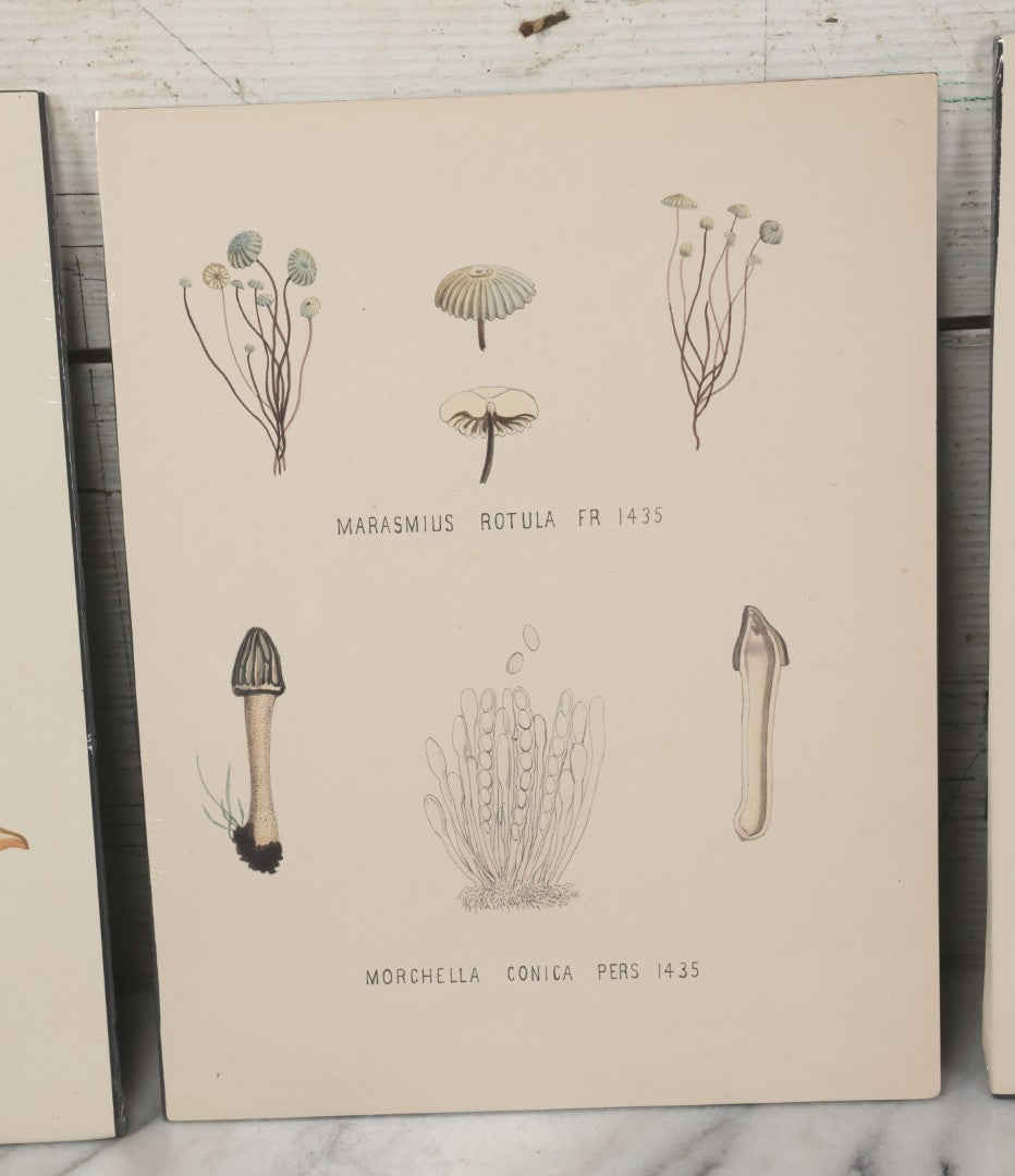 Lot 136 - Grouping Of Four Antique Dutch Chromolithograph Bookplates Of Mushrooms, From Flora Batava, Illustration And Description Of Dutch Plants, By Jan Kops, Published 1889