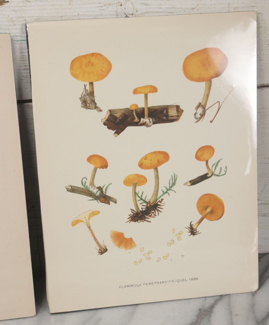 Lot 136 - Grouping Of Four Antique Dutch Chromolithograph Bookplates Of Mushrooms, From Flora Batava, Illustration And Description Of Dutch Plants, By Jan Kops, Published 1889