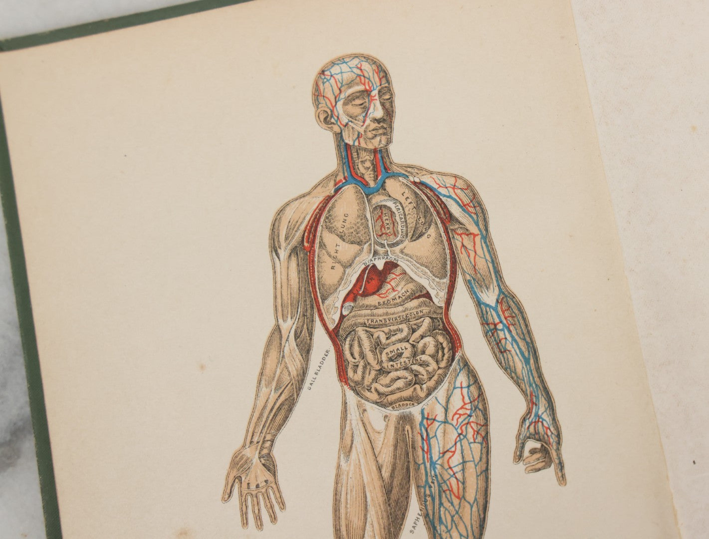 Lot 140 - "A Treatise On Physiology And Hygiene For Institutions And General Readers" Antique Book, By Joseph C. Hutchison, M.D., Fully Illustrated, Effingham Maynard And Co., Publishers, New York, 1891