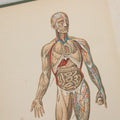 Lot 140 - "A Treatise On Physiology And Hygiene For Institutions And General Readers" Antique Book, By Joseph C. Hutchison, M.D., Fully Illustrated, Effingham Maynard And Co., Publishers, New York, 1891