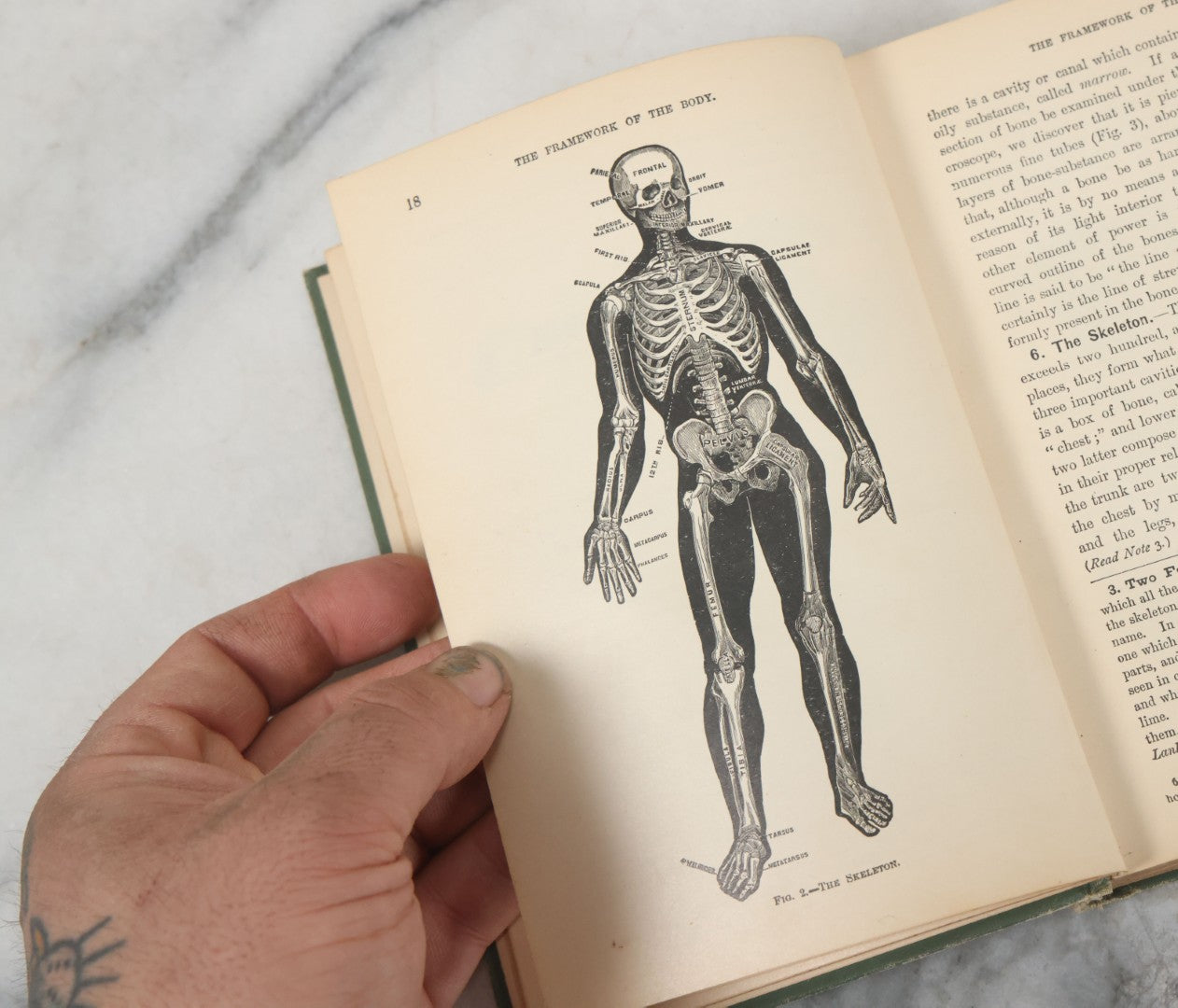 Lot 140 - "A Treatise On Physiology And Hygiene For Institutions And General Readers" Antique Book, By Joseph C. Hutchison, M.D., Fully Illustrated, Effingham Maynard And Co., Publishers, New York, 1891