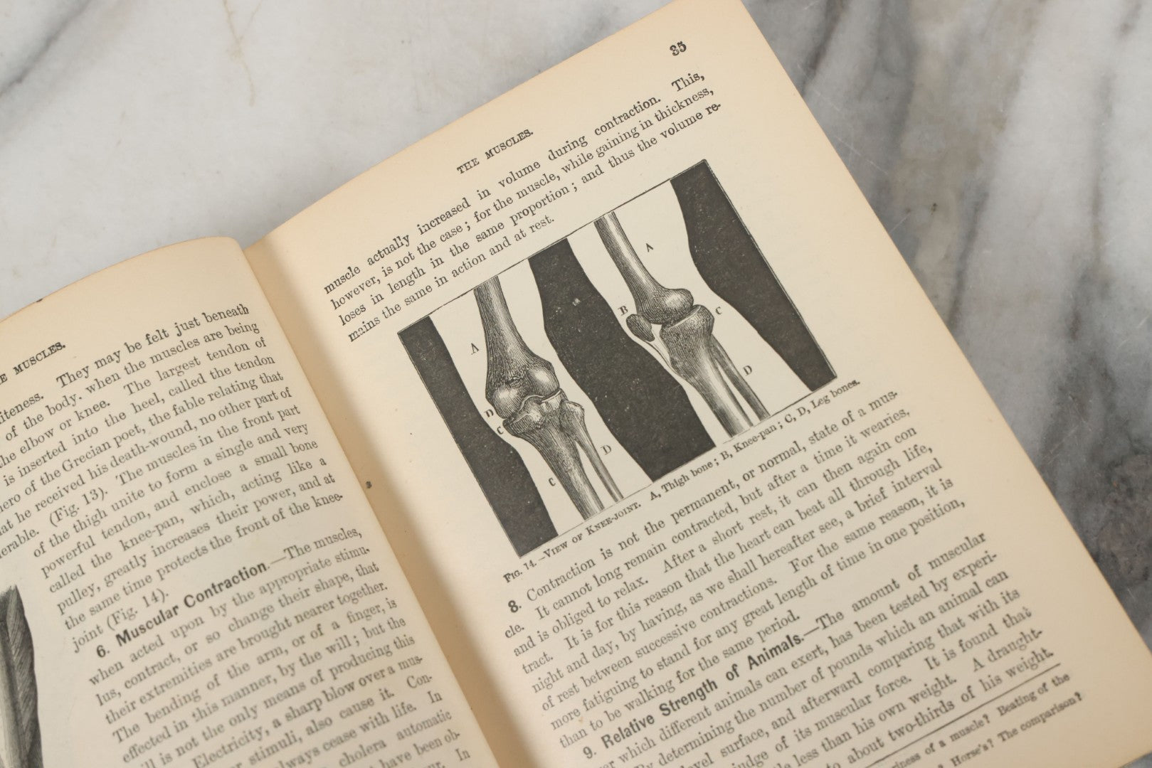 Lot 140 - "A Treatise On Physiology And Hygiene For Institutions And General Readers" Antique Book, By Joseph C. Hutchison, M.D., Fully Illustrated, Effingham Maynard And Co., Publishers, New York, 1891