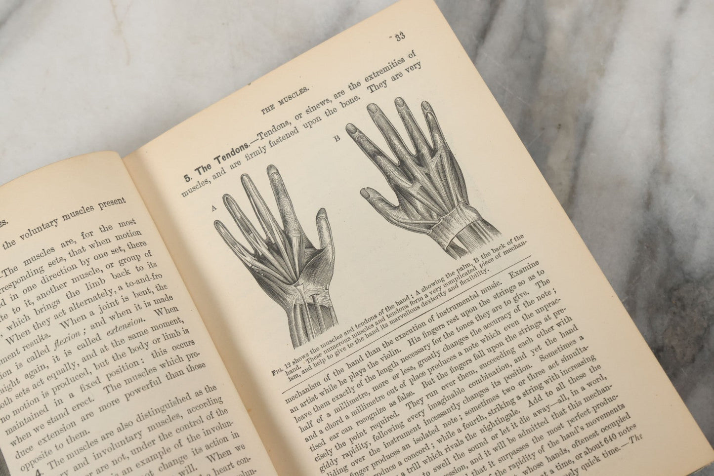 Lot 140 - "A Treatise On Physiology And Hygiene For Institutions And General Readers" Antique Book, By Joseph C. Hutchison, M.D., Fully Illustrated, Effingham Maynard And Co., Publishers, New York, 1891