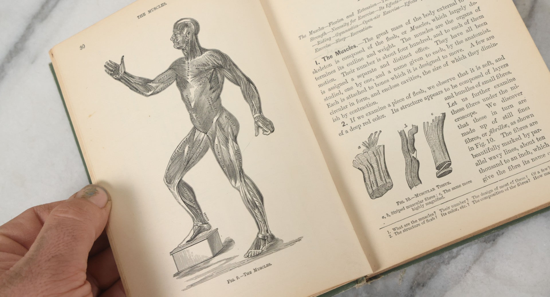 Lot 140 - "A Treatise On Physiology And Hygiene For Institutions And General Readers" Antique Book, By Joseph C. Hutchison, M.D., Fully Illustrated, Effingham Maynard And Co., Publishers, New York, 1891