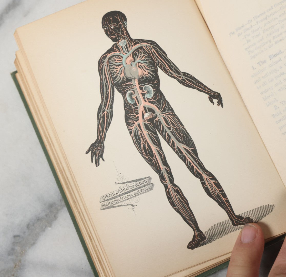 Lot 140 - "A Treatise On Physiology And Hygiene For Institutions And General Readers" Antique Book, By Joseph C. Hutchison, M.D., Fully Illustrated, Effingham Maynard And Co., Publishers, New York, 1891