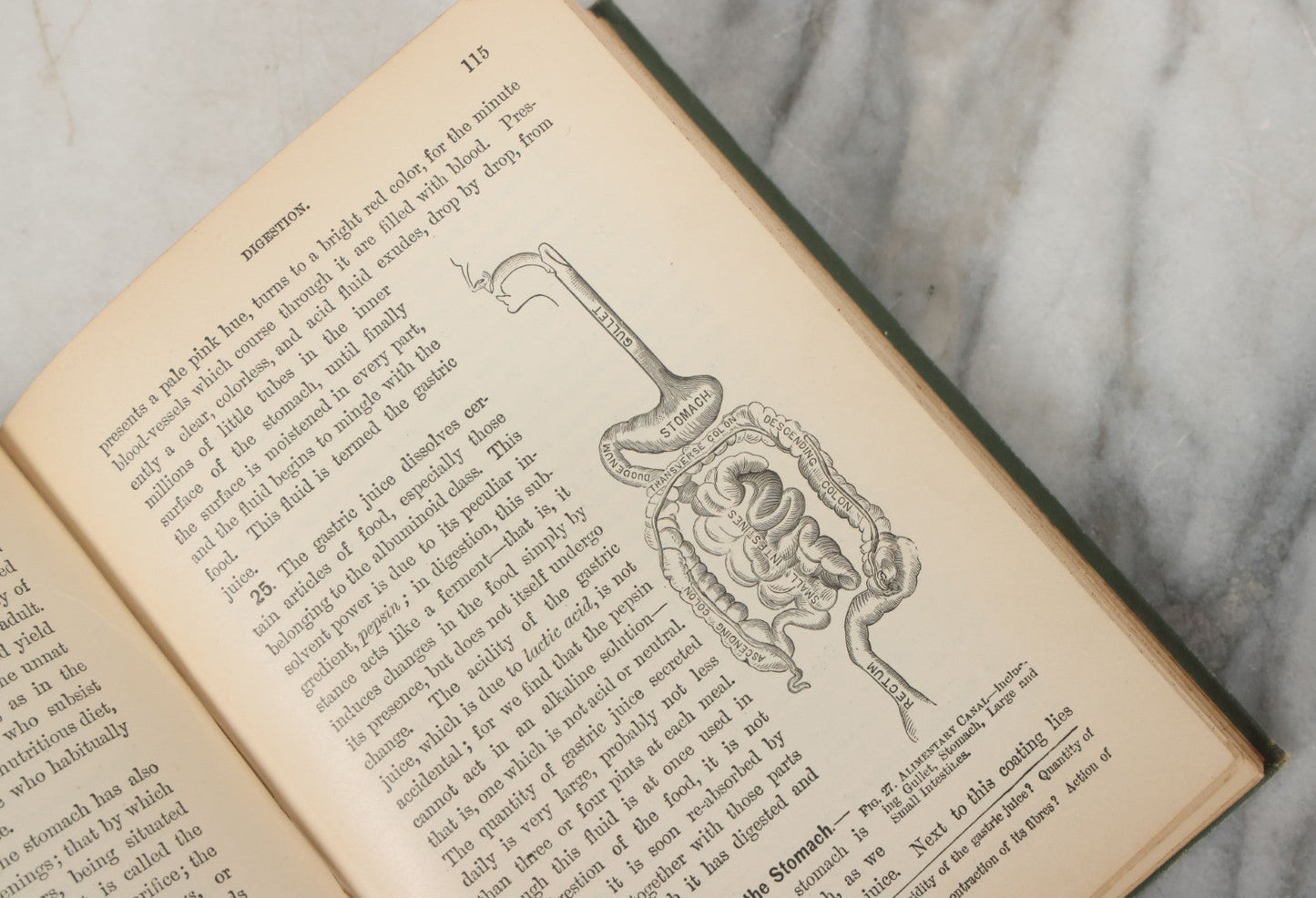 Lot 140 - "A Treatise On Physiology And Hygiene For Institutions And General Readers" Antique Book, By Joseph C. Hutchison, M.D., Fully Illustrated, Effingham Maynard And Co., Publishers, New York, 1891