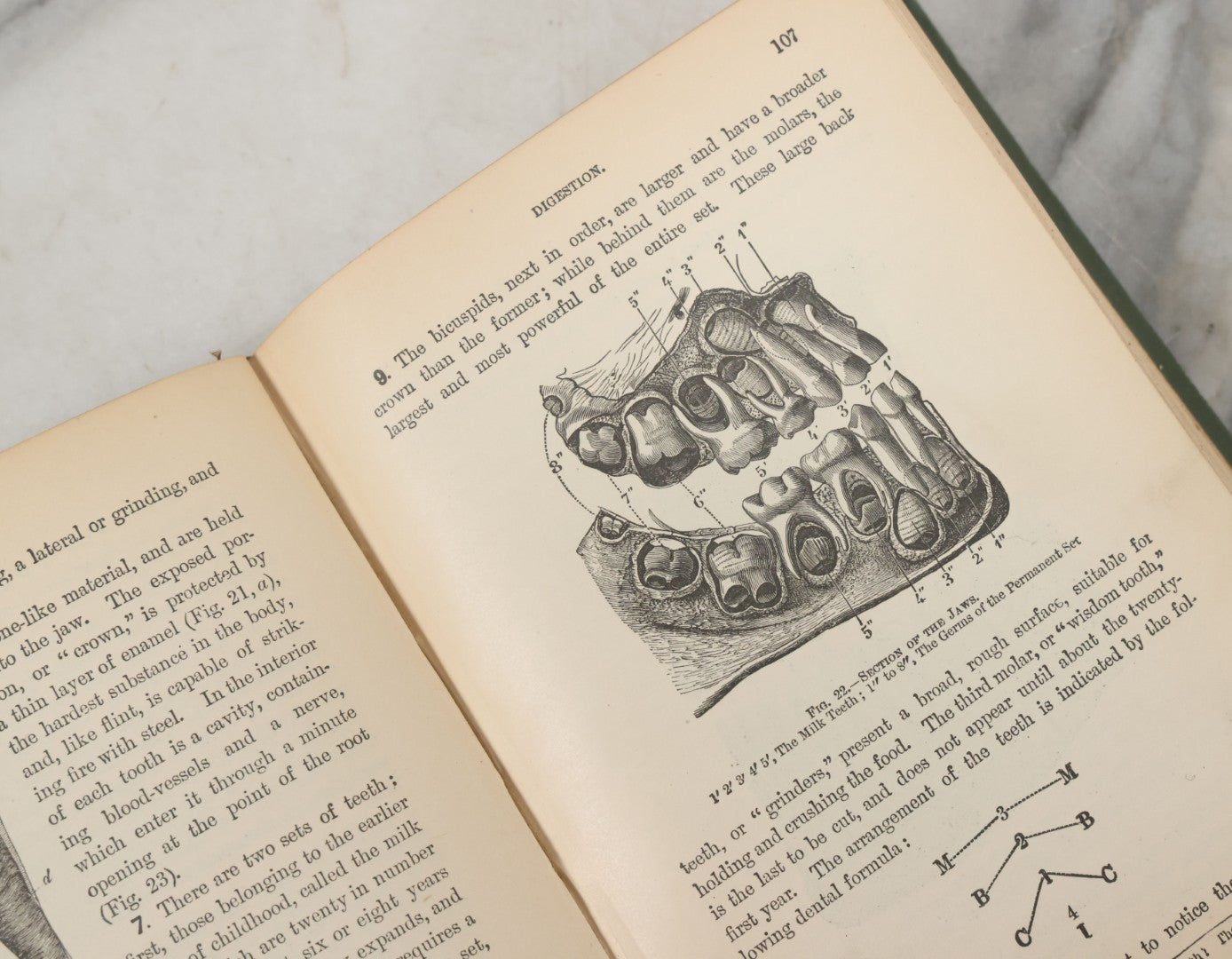 Lot 140 - "A Treatise On Physiology And Hygiene For Institutions And General Readers" Antique Book, By Joseph C. Hutchison, M.D., Fully Illustrated, Effingham Maynard And Co., Publishers, New York, 1891