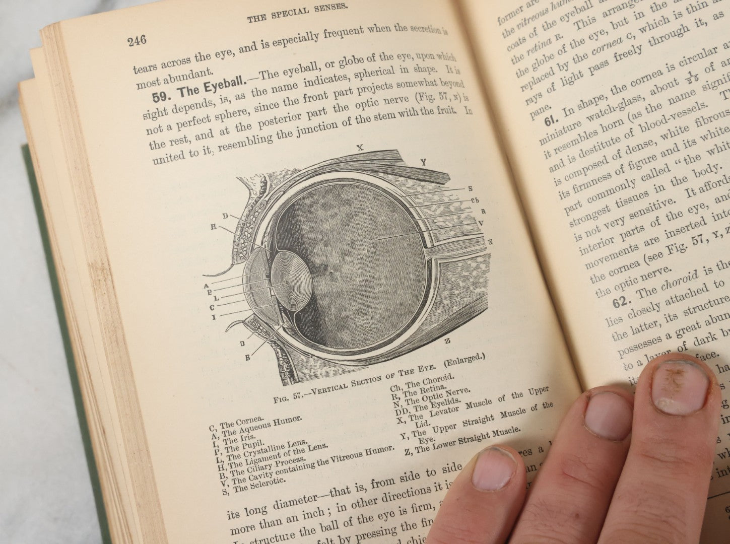 Lot 140 - "A Treatise On Physiology And Hygiene For Institutions And General Readers" Antique Book, By Joseph C. Hutchison, M.D., Fully Illustrated, Effingham Maynard And Co., Publishers, New York, 1891