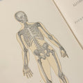 Lot 141 - "Pathfinder Physiology No. 3: Hygienic Physiology With Special Reference To The Use Of Alcoholic Drinks And Narcotics" Antique Book, By Joel Dorman Steele, Ph.D. Illustrated, American Book Company, Publishers, New York, 1888