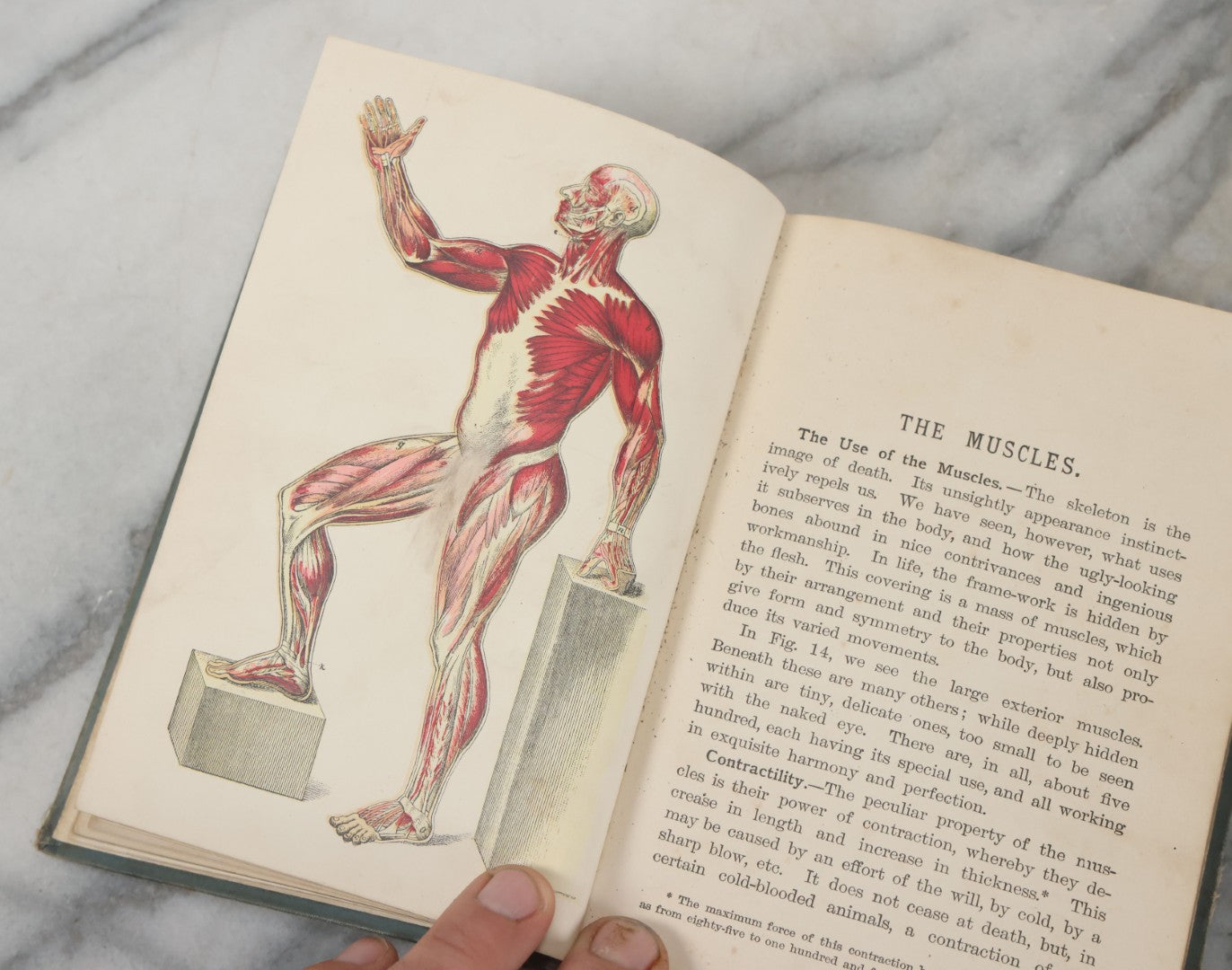 Lot 141 - "Pathfinder Physiology No. 3: Hygienic Physiology With Special Reference To The Use Of Alcoholic Drinks And Narcotics" Antique Book, By Joel Dorman Steele, Ph.D. Illustrated, American Book Company, Publishers, New York, 1888
