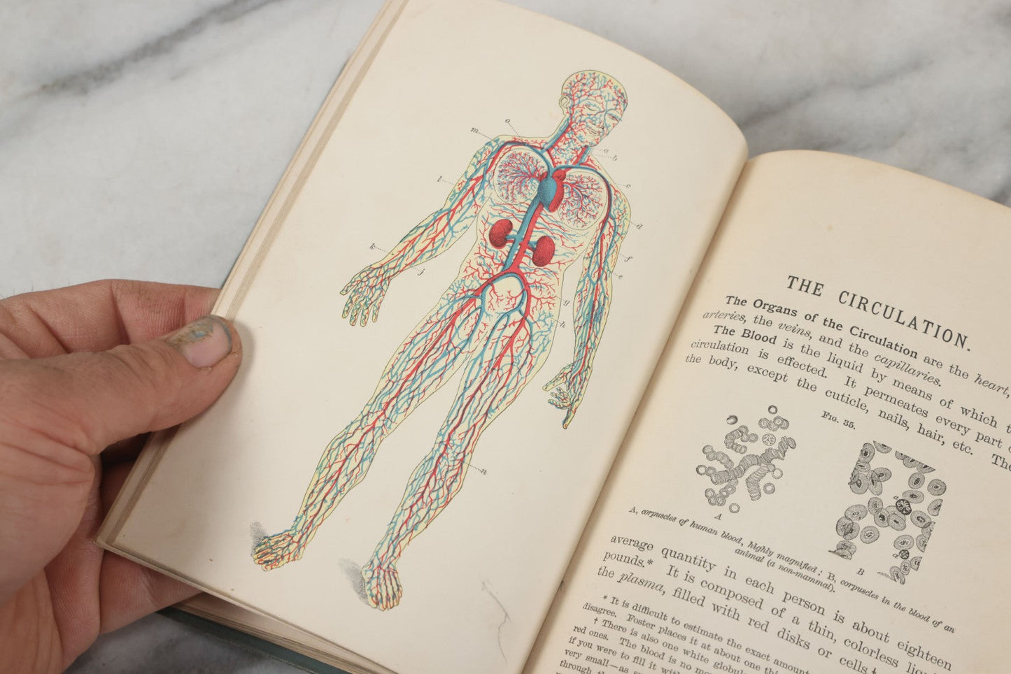 Lot 141 - "Pathfinder Physiology No. 3: Hygienic Physiology With Special Reference To The Use Of Alcoholic Drinks And Narcotics" Antique Book, By Joel Dorman Steele, Ph.D. Illustrated, American Book Company, Publishers, New York, 1888