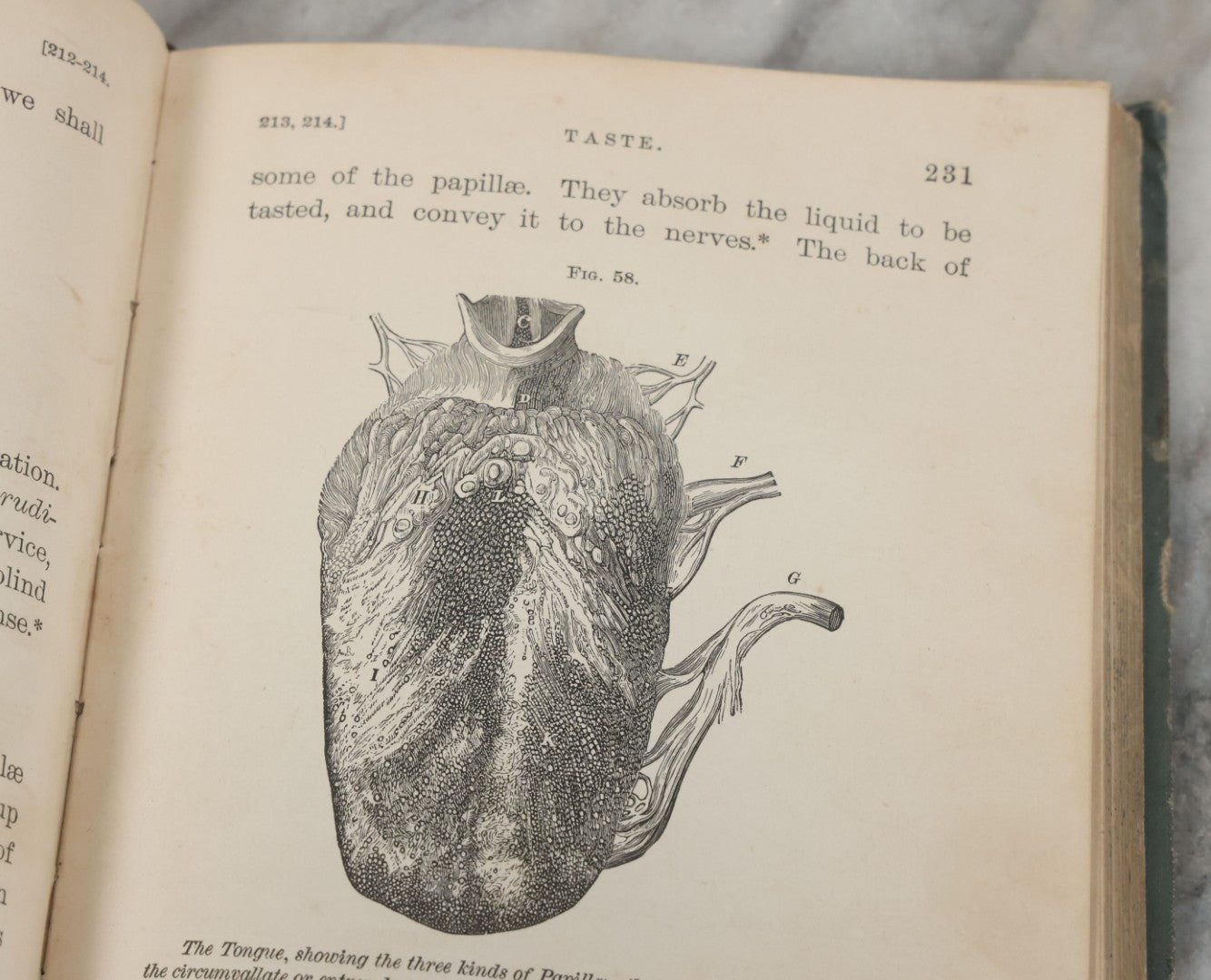 Lot 141 - "Pathfinder Physiology No. 3: Hygienic Physiology With Special Reference To The Use Of Alcoholic Drinks And Narcotics" Antique Book, By Joel Dorman Steele, Ph.D. Illustrated, American Book Company, Publishers, New York, 1888