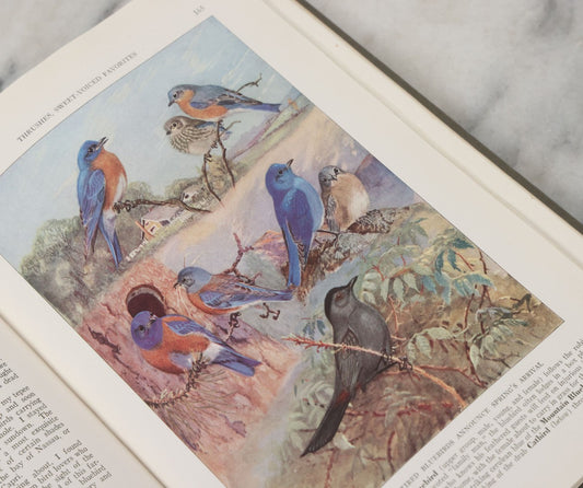 Lot 148 - "The Book Of Birds: Owls, Woodpeckers, Flycatchers, Crows, [...Etc.]" Volume II, Vintage Book With 950 Color Portraits By Major Allan Brooks, Copyright By National Geographic Society 1937