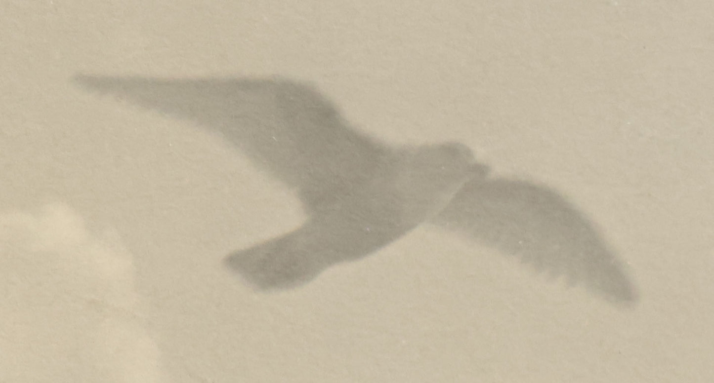 Lot 005 - Antique Flush Mounted Boarded Photograph Of Seagulls Over San Francisco California By Willard E. Worden (1868-1946), Circa 1900, In Frame, Framed At Jordan Marsh Company, 13-5/8" x 9-5/8"