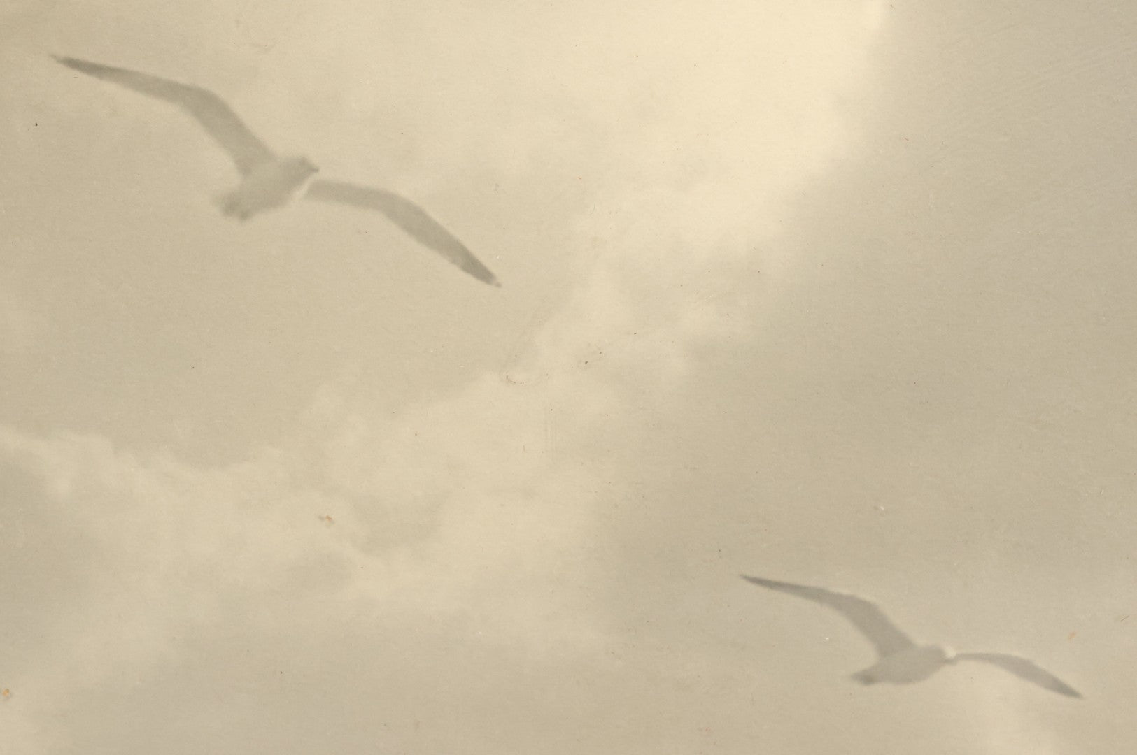 Lot 005 - Antique Flush Mounted Boarded Photograph Of Seagulls Over San Francisco California By Willard E. Worden (1868-1946), Circa 1900, In Frame, Framed At Jordan Marsh Company, 13-5/8" x 9-5/8"