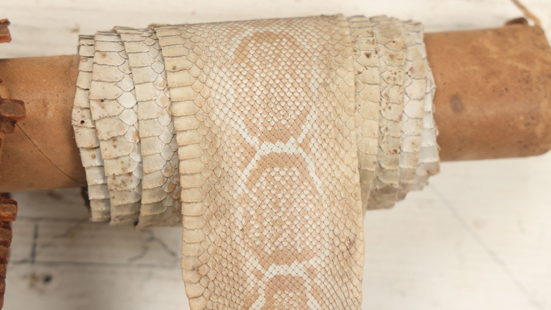 Lot 007 - Antique Snakeskin Store Display With Two Varieties Of Snakeskin On Hanging Cardboard Tube, Sent From Chester B. Stem Inc., New Albany, Indiana, To Mr. Peter B. Hale, Designer And Craftsman Of Hampton, Connecticut