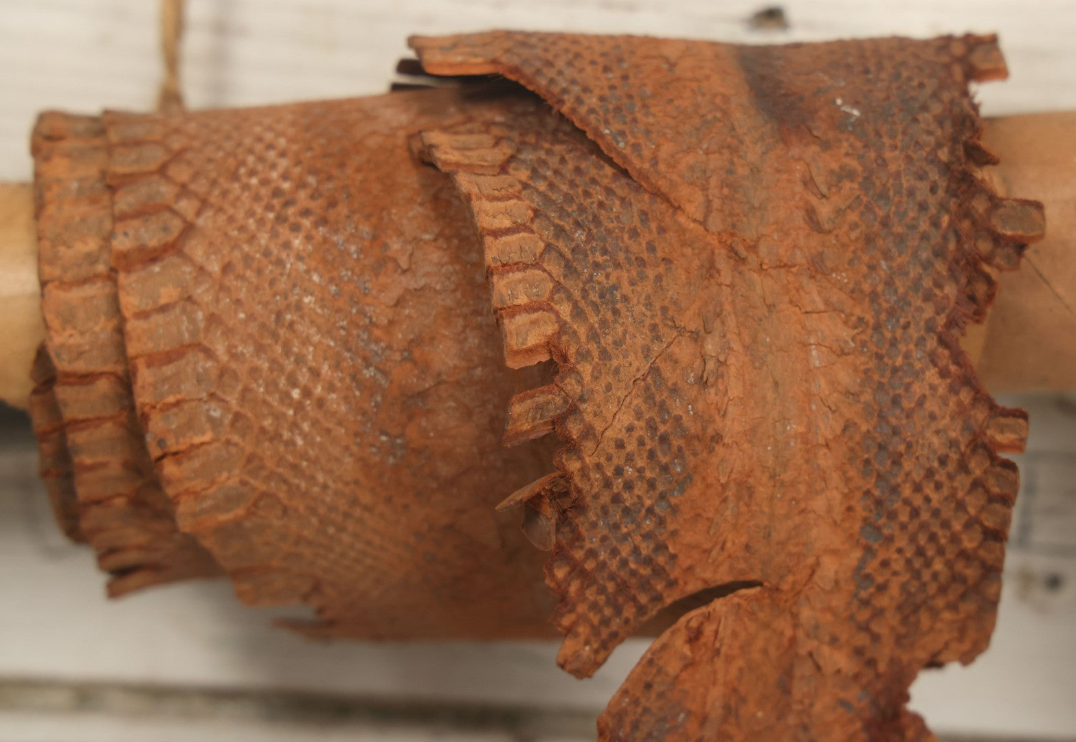Lot 007 - Antique Snakeskin Store Display With Two Varieties Of Snakeskin On Hanging Cardboard Tube, Sent From Chester B. Stem Inc., New Albany, Indiana, To Mr. Peter B. Hale, Designer And Craftsman Of Hampton, Connecticut