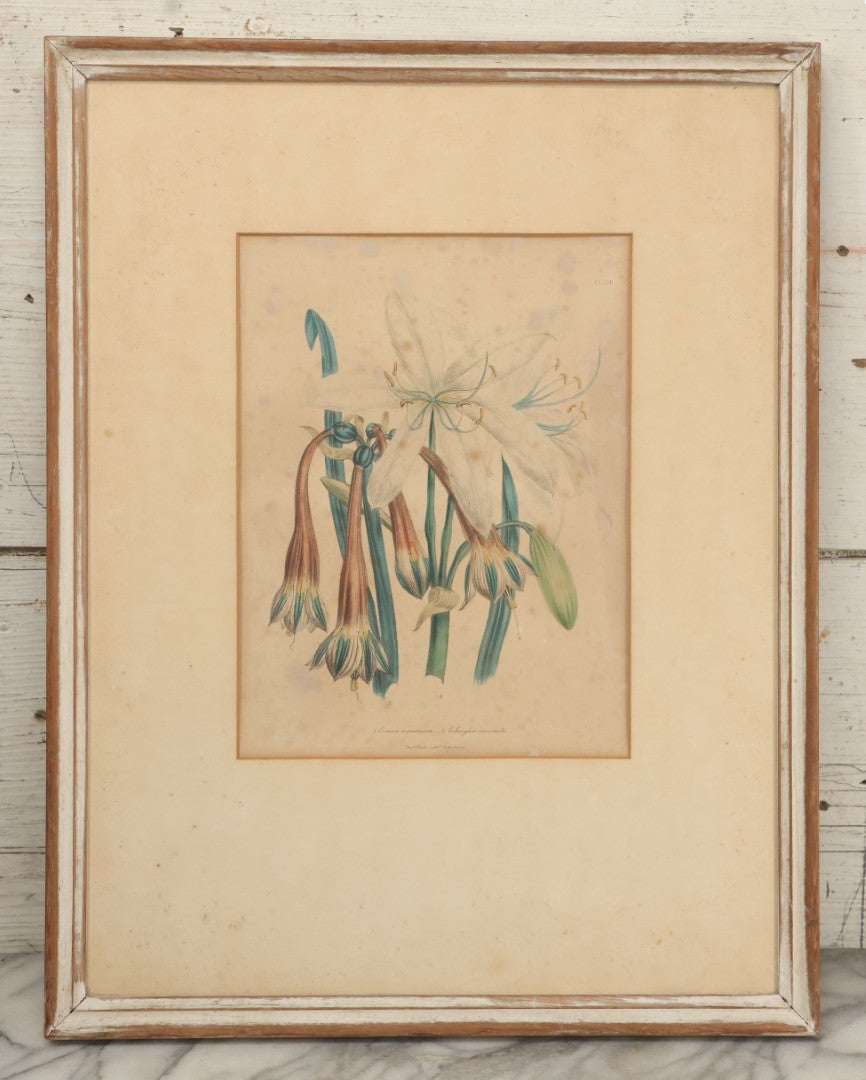 Lot 034 - Antique Hand Colored Botanical Lithograph Print Of Crinum Arenarium (Field Lily) And Asclepias Incarnata (Swamp Milkweed), Day & Haghe Lithographers, London, 14-7/8" x 19-1/8"