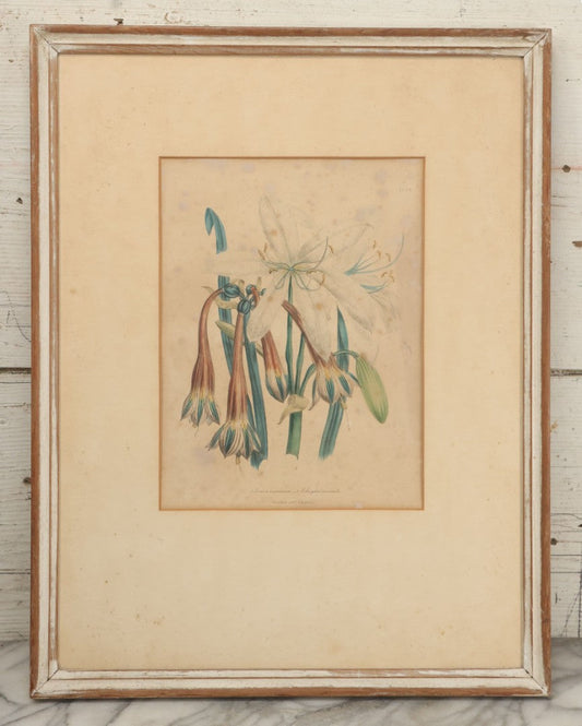 Lot 034 - Antique Hand Colored Botanical Lithograph Print Of Crinum Arenarium (Field Lily) And Asclepias Incarnata (Swamp Milkweed), Day & Haghe Lithographers, London, 14-7/8" x 19-1/8"