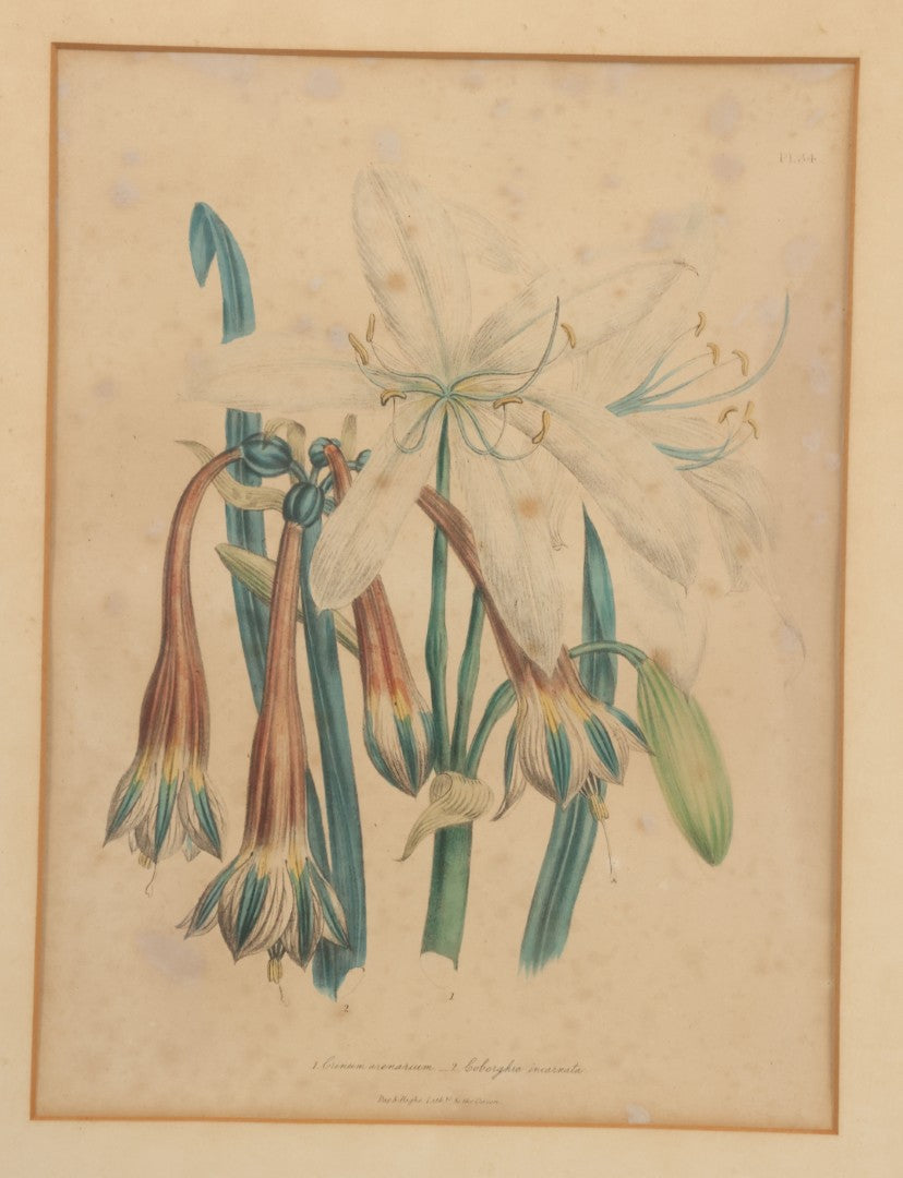 Lot 034 - Antique Hand Colored Botanical Lithograph Print Of Crinum Arenarium (Field Lily) And Asclepias Incarnata (Swamp Milkweed), Day & Haghe Lithographers, London, 14-7/8" x 19-1/8"