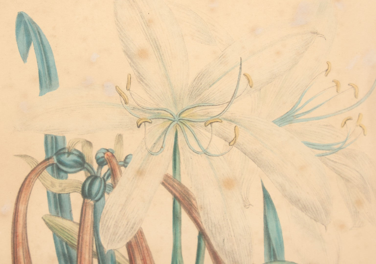 Lot 034 - Antique Hand Colored Botanical Lithograph Print Of Crinum Arenarium (Field Lily) And Asclepias Incarnata (Swamp Milkweed), Day & Haghe Lithographers, London, 14-7/8" x 19-1/8"
