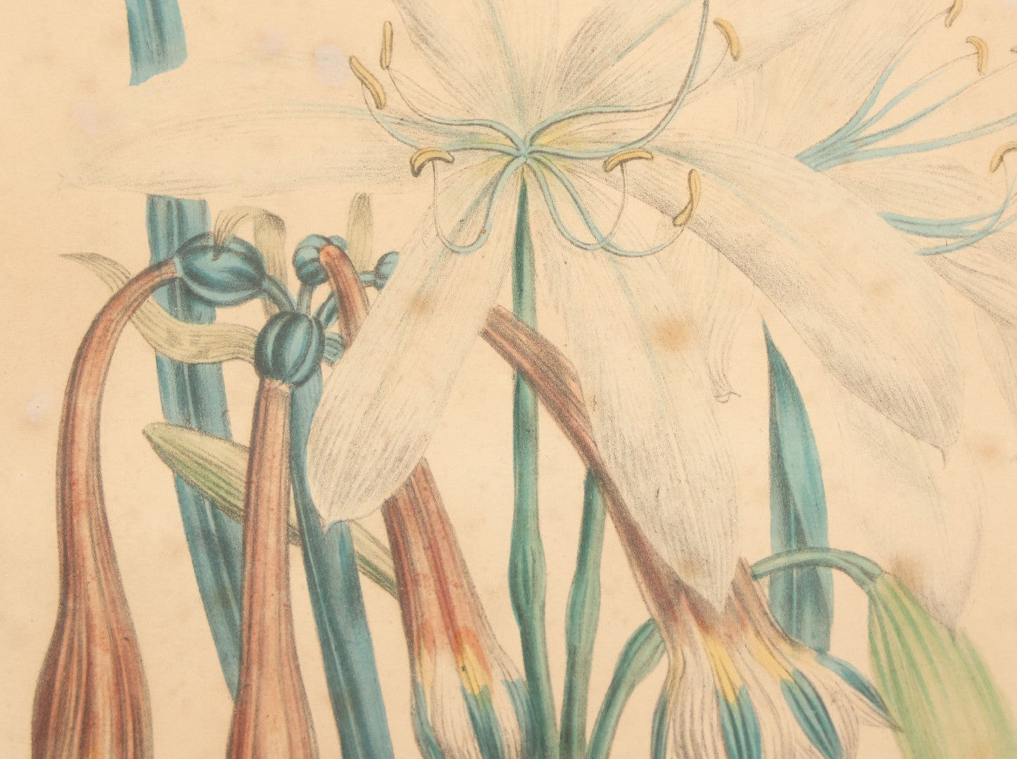 Lot 034 - Antique Hand Colored Botanical Lithograph Print Of Crinum Arenarium (Field Lily) And Asclepias Incarnata (Swamp Milkweed), Day & Haghe Lithographers, London, 14-7/8" x 19-1/8"